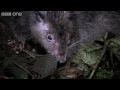 Giant Rat discovered - Lost Land of the Volcano - BBC One
