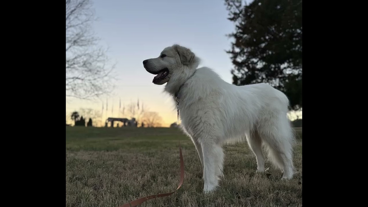 Enlarge Ashe, an adopted Great Pyrenees in Spartanburg, SC video 3/5
