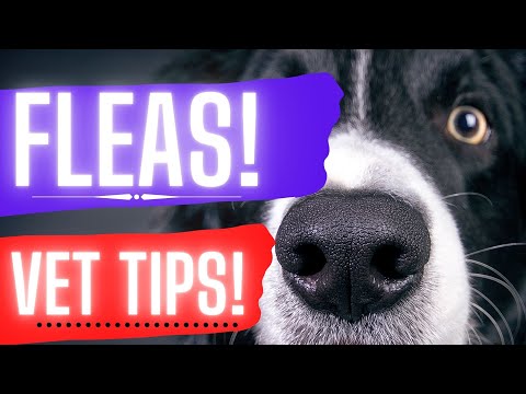 Fleas on dogs.  Dr. Dan covers how to diagnose and treat dog fleas.