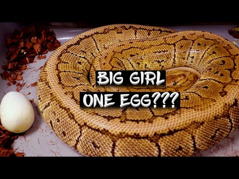 Ball Python Egg Bound with Whole Clutch of Eggs??