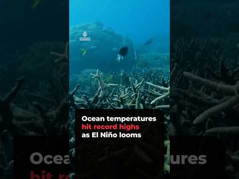 Ocean temperatures hit record highs as El Niño looms