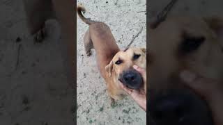 gappe part 4 chase 🐄