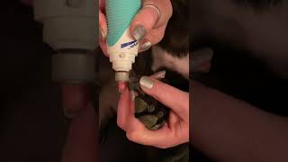 How to File Your Dog's Nails