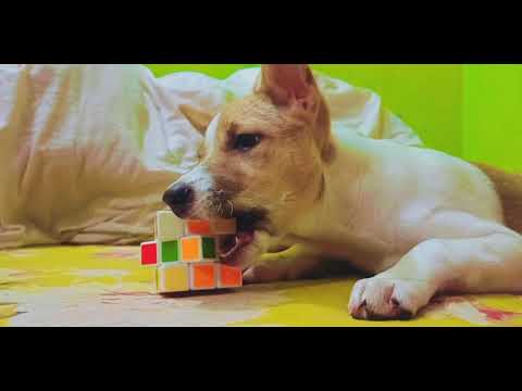 playing with rubric squib #coco