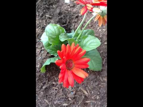 Pick Me Some Flowers - Dee Irwin  1968