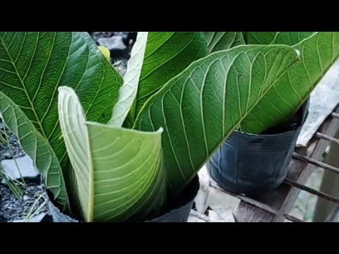 生命會找到自己的出路（Life will find its way out.）