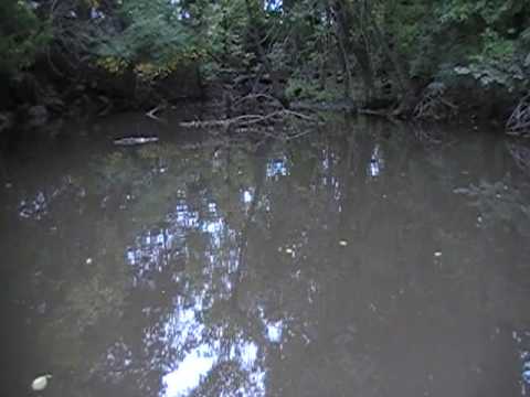 STALKING THE GIANT WHITE AMUR