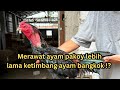 Caring For Pakhoy Chickens Requires More Patience