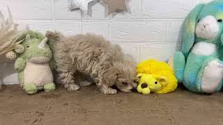 ハーフ犬の動画01