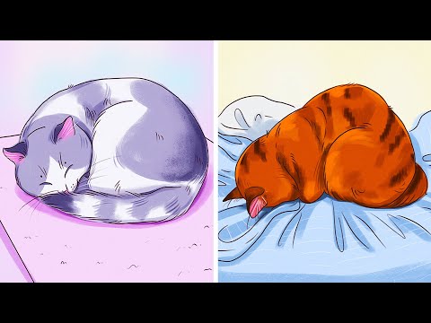 O que a posição de dormir do seu gatinho revela