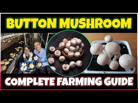Button Mushroom farming | How to grow Button Mushroom at Home | Button mushroom Cultivation
