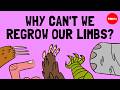 How Do Animals Regrow Their Limbs And Why Can T Humans Do It Jessica Whited