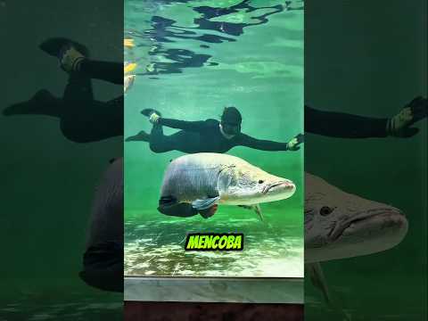 Aquarium Raksasa Kotor Pemilik Turun Tangan Membersihkan#ikan #aquarium #shorts