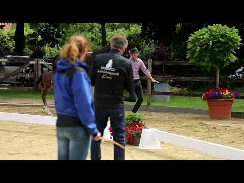 48. Stute, geb. 16.06.2022 – V: Santos M: Sir Donnerhall – Beach Boy