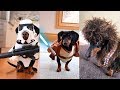 Crusoe S Star Wars Dog Costumes Compilation