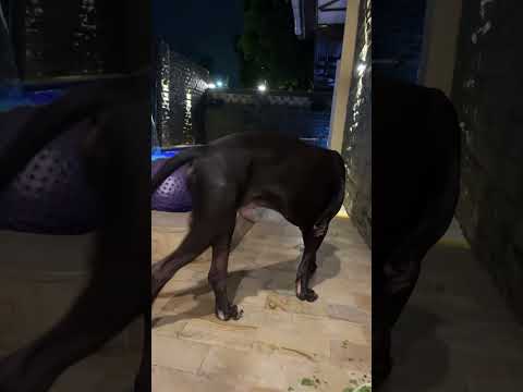 Halima is live! Watching Playing Doggies