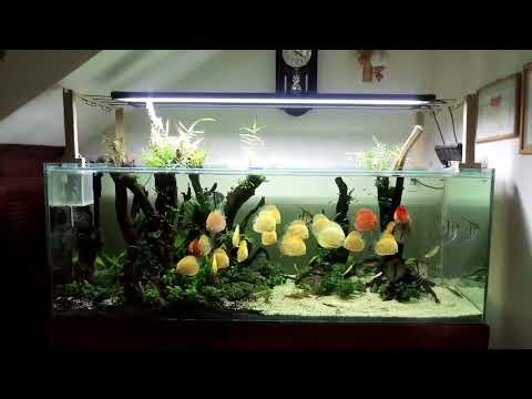 Great Discus Collection and Set Up (1000 L Tank)  Thanks Minh Cuong Van