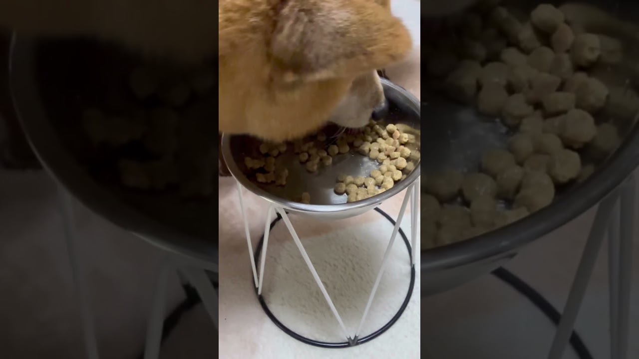 夕食を食べています