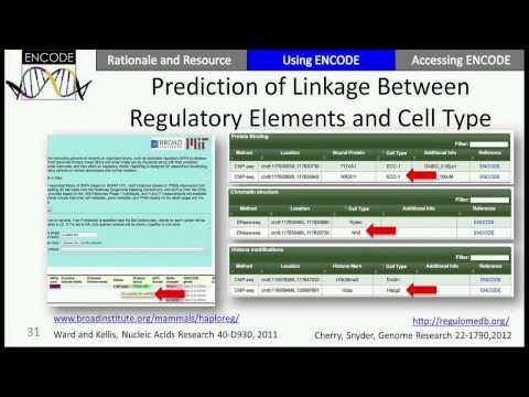 Michael J. Pazin, Ph.D., on The ENCODE Project: Interpreting Genomes Using Maps