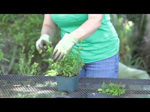 download lagu mp3 mp4 Trailing Mint Plants, download lagu Trailing Mint Plants gratis, unduh video klip Trailing Mint Plants