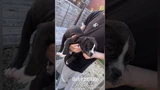 Justice for Marshall and Millions - Two Dogs Kill by Met Pollice