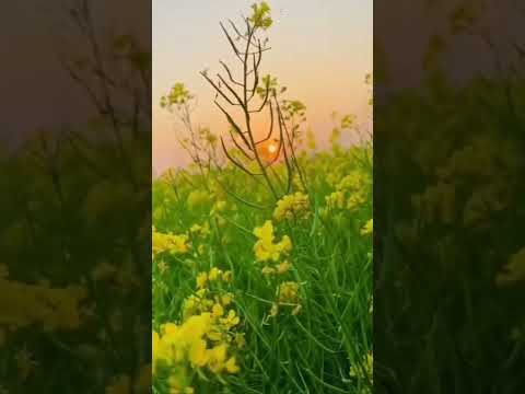 Nature.                   #nature #viral #mahika #happy #shorts #short