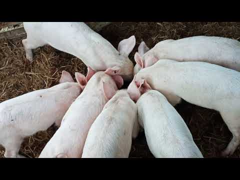 download lagu mp3 mp4 Weaners For Sale, download lagu Weaners For Sale gratis, unduh video klip Weaners For Sale