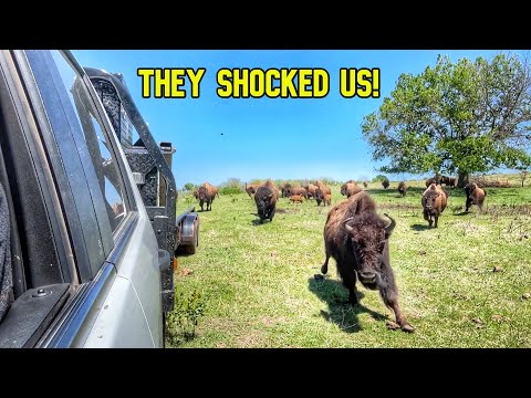 The Entire Herd Shocked Us When We Opened The Gate!