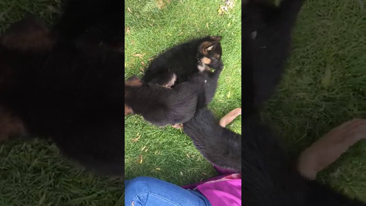 Watch Camada Pastor Alemán (El Rincón del Gejo) Now Camada Pastor Alemán (El Rincón del Gejo)
