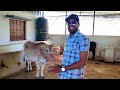घर पर बनाये गाय भेस को पानी पिलाने का जुगाड़ |automatic water Bow l automatic water bowl for cows