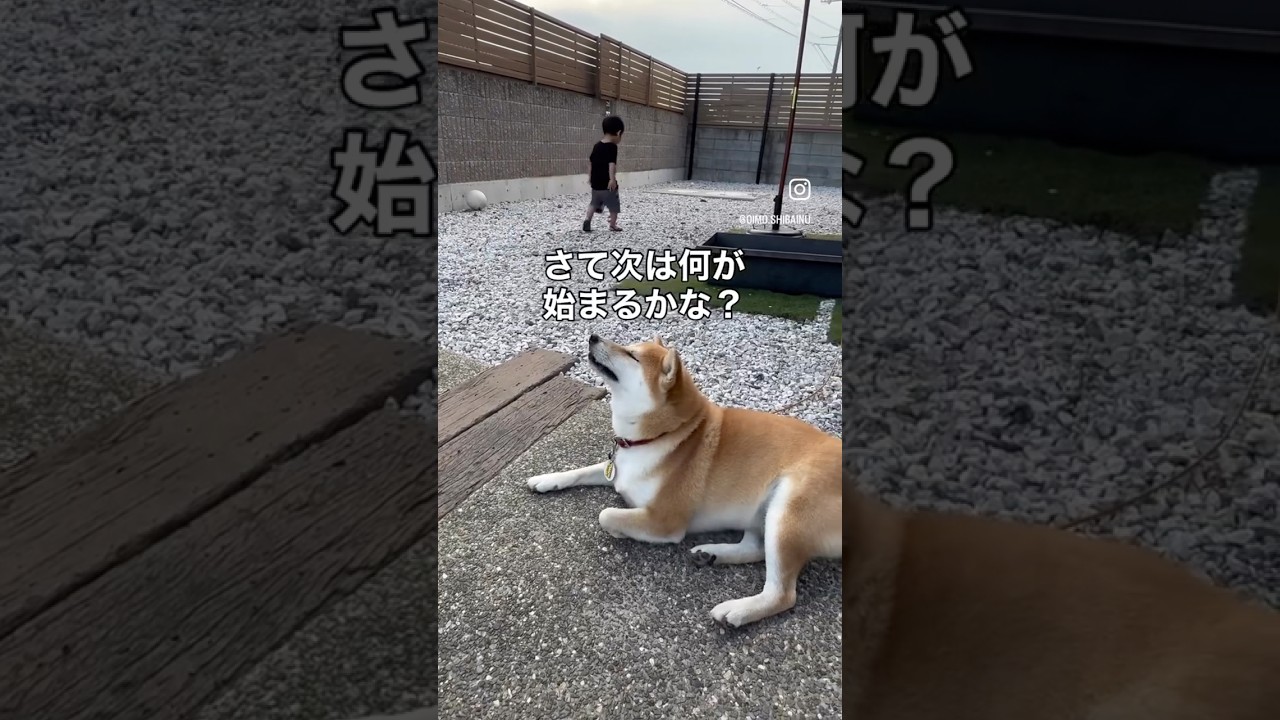 【子守り柴】お散歩拒否!? 坊っちゃんのお誘いに動じないおいも🐕💦#shorts