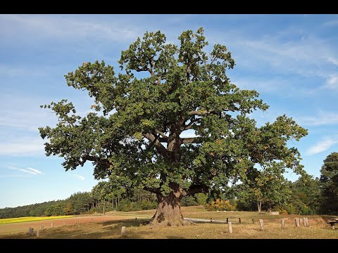 Helmut Baer Die Kreuzeiche bei Hürbel am Rangen