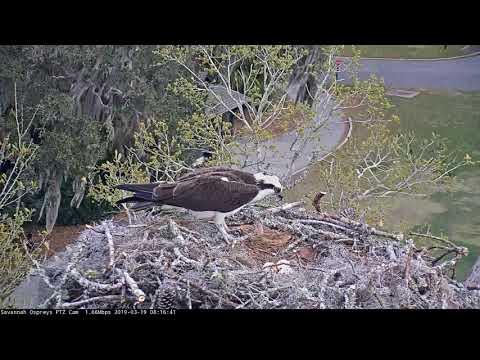 Windy Day Fish Delivery | Savannah Osprey Cam – March 19, 2019
