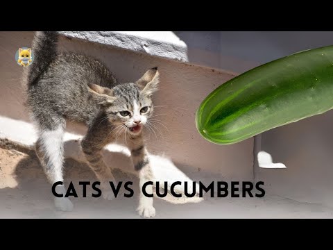 Cats vs Cucumbers : Is It Really Funny or a dangerous bully?