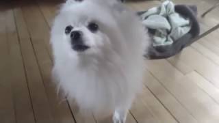 Gabe is dead (Tribute to Gabe The Dog)