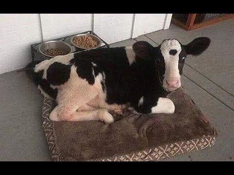 😺 Муж купил Далматинца! 🐕 Смешное видео с животными! Вы будете смеяться! 😸
