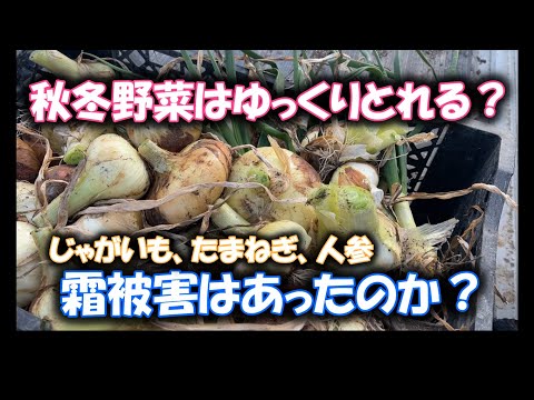 園芸 ジャガイモタマネギ