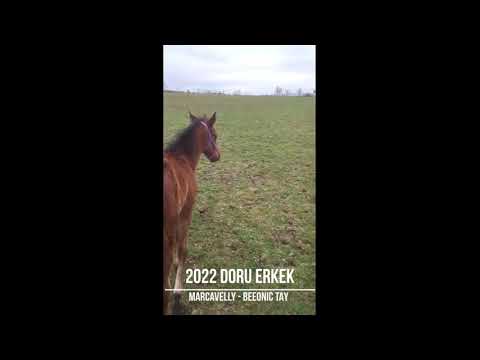 Satılık Yarış atı 2022 doğumlu Marcavelly tayı