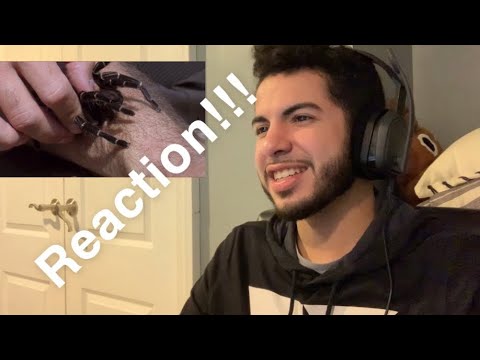 Bit by World’s LARGEST TARANTULA Reaction!!!