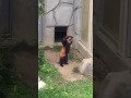 RED PANDA FREAKS OUT OVER ROCK