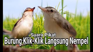 Download lagu suara pikat burung klik klik paling ampuh mp3