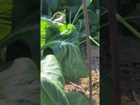 果樹の根元にある野菜は何ですか？豊かな収穫のための適切な組み合わせ  庭園