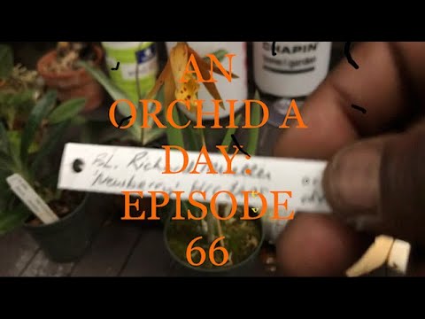 #ANORCHIDADAY AN ORCHID A DAY: EPISODE 66