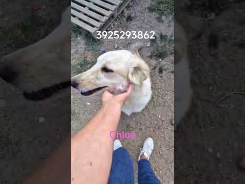 Regalo Chloe dolce cagnolina taglia medio grande in adozione 