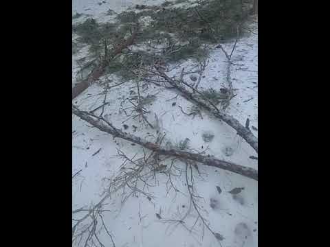 Aftermath of the Ice storm in Louisiana