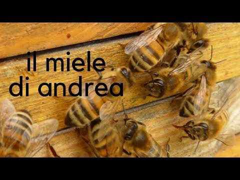 Come rimedi di gente per guarire lyambliya a Sarà controllato non i parassiti