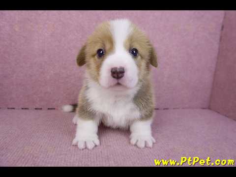 12/15雙色柯基犬母幼犬