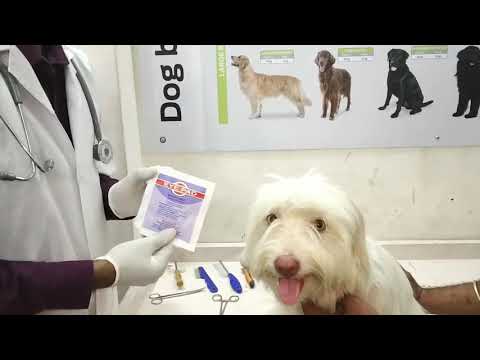 How to clean eye of dog