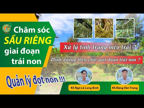 CHĂM SÓC SẦU RIÊNG GIAI ĐOẠN TRÁI NON GIÚP TRÁI TRÒN ĐỀU, XANH KHỎE