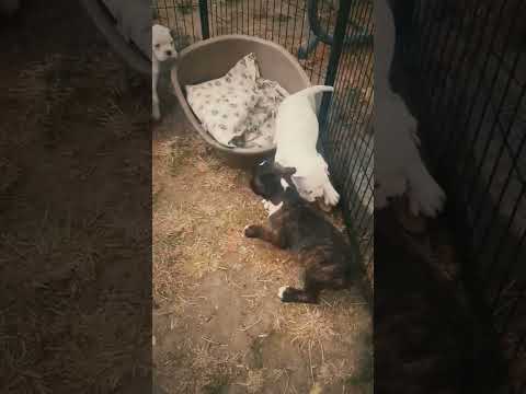 Boxer puppy for sale